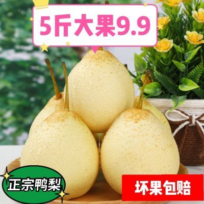 130856/正宗河北魏县老树鸭梨新鲜水果脆甜多汁白梨非皇冠梨冰糖雪梨酥梨