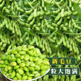 极早熟毛豆种子50天高产青豆菜种子蔬菜春季种子特早王菜豆种籽孑