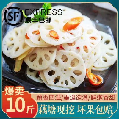 131613/正宗莲藕新鲜现挖莲藕粉藕凉拌脆藕煲汤粉藕生吃蔬菜现挖免切藕片