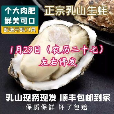 132093/正宗山东乳山特大号生蚝牡蛎海蛎子 肥生蚝鲜活海鲜 顺丰产地直发