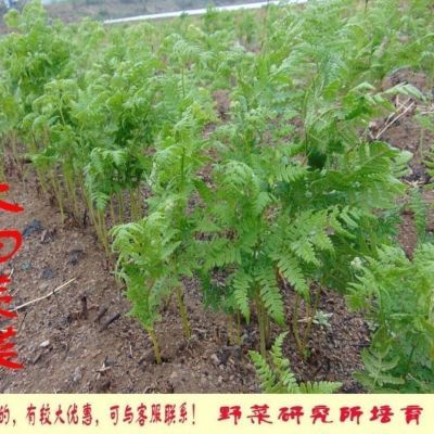 蕨菜苗盆栽露天栽培 蕨菜根芽 适应广 产量高 易成活