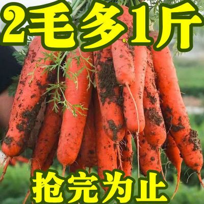 【疯抢】胡萝卜新鲜沙地现挖萝卜当季蔬菜生吃脆甜水果胡萝卜包邮