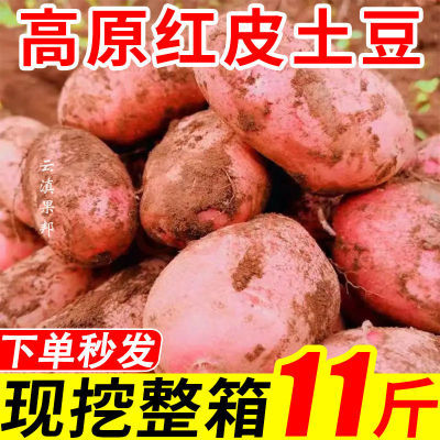 【现挖现发】红皮土豆11斤云南高原芋头洋芋马铃薯1枚蔬菜批发