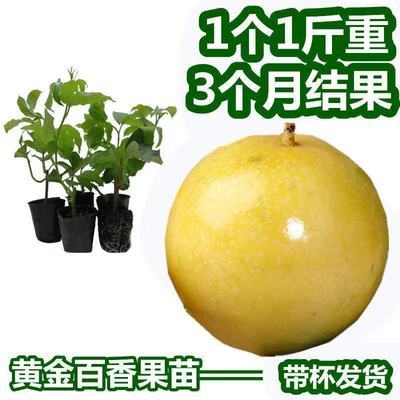 新品台湾金霸黄金百香果巨无霸大果一斤一个种植当年结果广西树苗