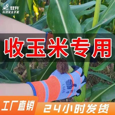 收玉米专用手套掰玉米手套防滑透气拔草园林扒苞米干农活下地手套