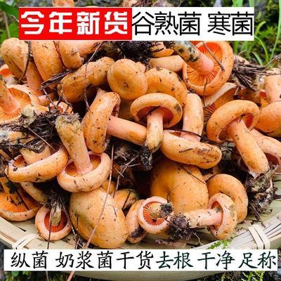 野生谷熟菌干 松乳菇 纵树菌 寒菌 新鲜 铜绿菌 散装蘑菇干