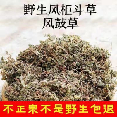 风柜干品风骨草风方古草方鼓草肝火草降火草晒干野生风斗柜草清热