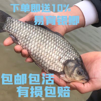 中科三号五号便宜广东大板高背土鲫湘云鲫淡水鱼苗活体大白鲫鱼苗