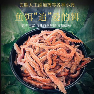 海钓青虫活沙蚕红青虫鲈鱼饵海蚂蝗海蜈蚣海钓鱼饵料海沙蚕活饵 虎窝拼