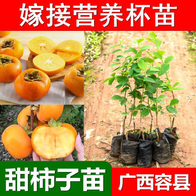 甜脆柿子苗果树苗果苗水果日本甜柿子苗当年结果南方北方种植柿子