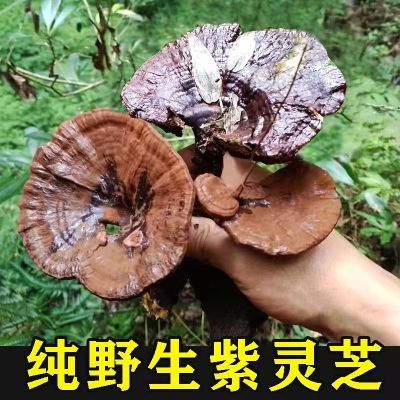 正宗纯野生紫灵芝批发不苦紫黑灵芝原生态纯天然林芝特级干货切片