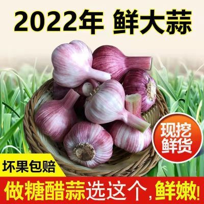 鲜蒜头紫皮大蒜新鲜蒜头红皮蒜非干蒜头5-10斤装鲜蒜现挖农家大蒜