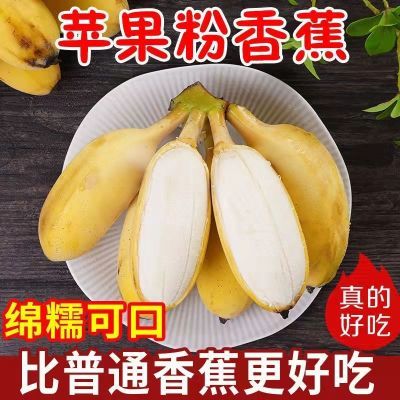 广西粉蕉苹果蕉新鲜香蕉非小米蕉芭蕉西贡蕉蛋蕉孕妇水果香蕉批发