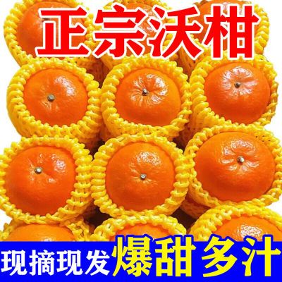 【现摘沃柑】广西武鸣沃柑正宗超甜橘子应季新鲜水果桔子整箱批发