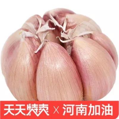 干大蒜头10斤自种河南开封大蒜2021新干蒜蒜头5斤紫皮白皮2斤3斤