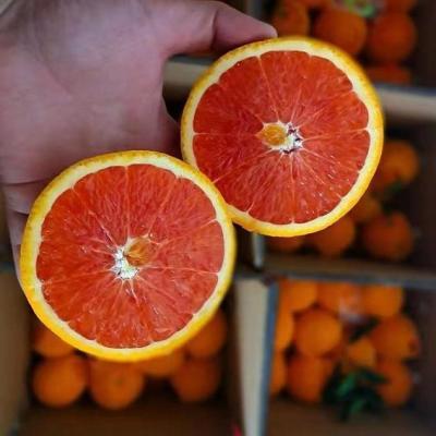 【中华红橙】橙子新鲜中华红心橙3斤5斤薄皮现摘秭归脐橙整箱批发