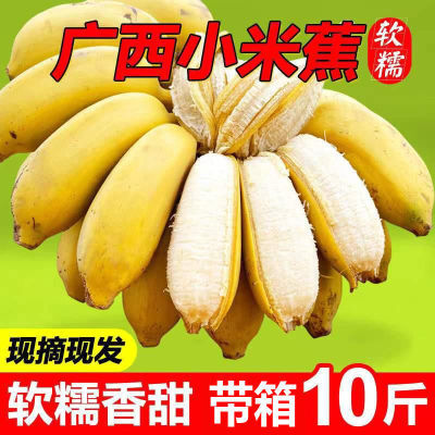 【正宗】广西小米蕉整箱香蕉当季新鲜水果苹果蕉芭蕉3斤/5斤/10斤