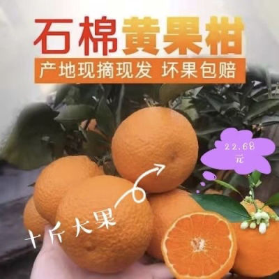 四川石棉黄果柑青果柑新鲜橘子现摘整箱柑橘当季新鲜柑桔孕妇水果