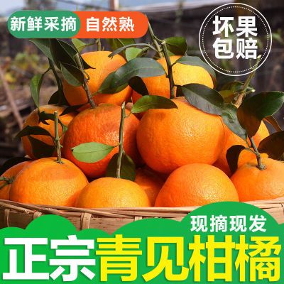 四川青见果冻橙38号橙现摘现发新鲜水果整箱包邮孕妇水果桔橘子