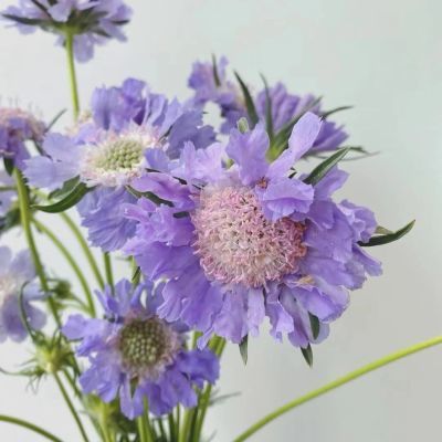 新品高加索蓝盆花 花苗 耐寒植物春季花卉 室外花园盆栽 可做切花