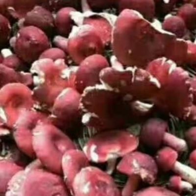 纯天然红皮伏牛山野生红菇当季红蘑菇食用野生菌农家红菌优质