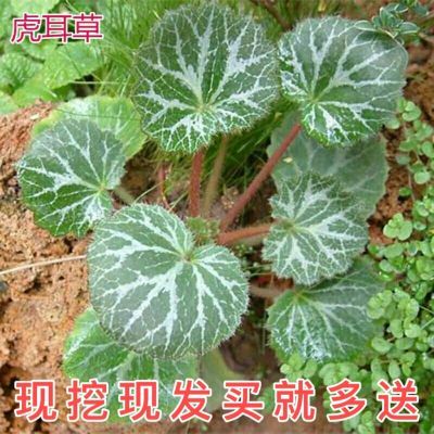 虎耳草野生药材种苗易活盆栽植物吊金钱金丝荷叶苗阳台绿植四季景