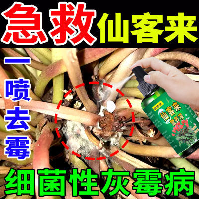 仙客来催花剂专治黄叶根腐不开花叶片瘦弱打蔫掉叶专用营养液肥料