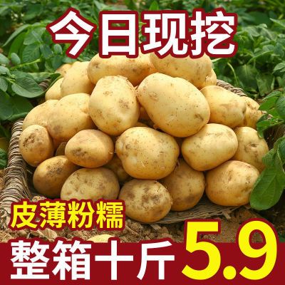 2024新鲜黄皮黄心土豆农家自种现挖新鲜蔬菜马铃薯新鲜批发价