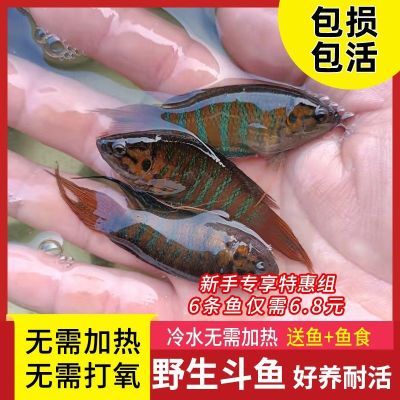 中国斗鱼活体活鱼淡水冷水普叉蓝叉小型观赏鱼好养耐活鱼苗套餐