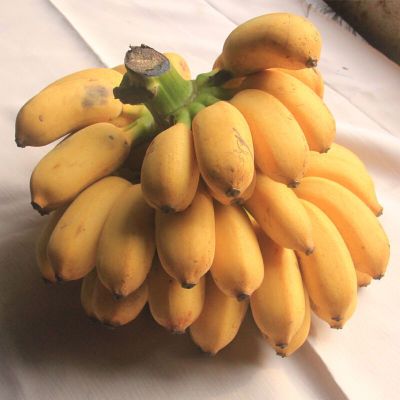【泡沫箱现摘现发】广西小米蕉香蕉甜糯新鲜应季水果3/5/9斤批发