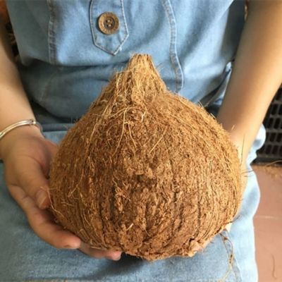 海南特大老椰子(周长37-43cm)新鲜煲汤榨汁孕妇水果去皮