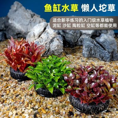 鱼缸水草植物淡水活体水族造景懒人坨草后景水生真草种子草缸定植