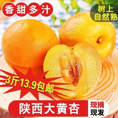 产地直发陕西新鲜大黄杏 当季黄金孕妇水果杏子巨蜜金太阳3斤包