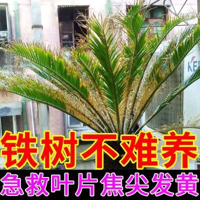 铁树叶子发黄怎么办】治黄叶卷叶焦尖叶面肥促生长发芽专用杀虫剂