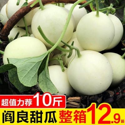 【超甜头茬】陕西阎良甜瓜10斤新鲜水果应季香瓜2斤现摘当季蜜瓜
