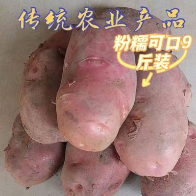 云南新鲜红皮土豆当季农家云南红超小食用红心土豆种子黄心散装