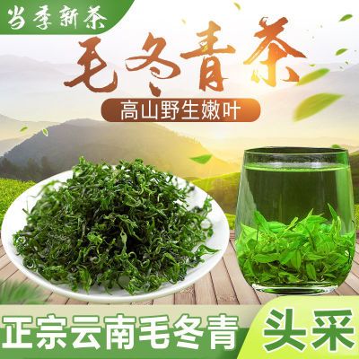 【24年新茶】正品云南特级毛冬青茶正宗野生青山绿水茶毛冬青茶叶