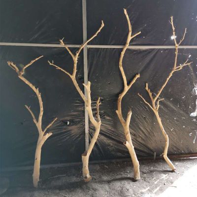 干树枝 干枝艺术枯枝枯木树干天然去皮本色摆件造型衣架 树枝装饰