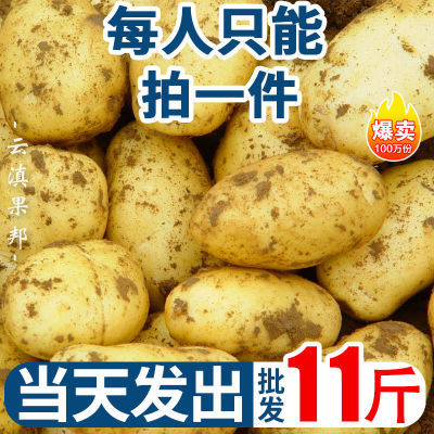 【土豆批发】新鲜土豆黄皮高山土豆黄肉大马铃薯特大号洋芋蔬菜
