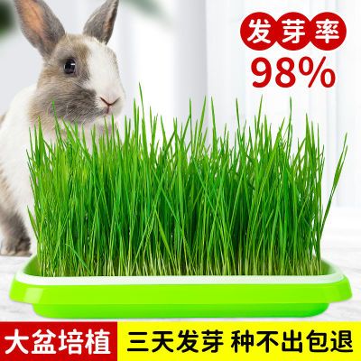 兔子草新鲜麦草种子非烘干小麦草荷兰猪草龙猫豚鼠牧草种子兔粮草