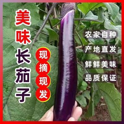 云南紫长茄子5斤10斤 批发农家种植新鲜采摘当季蔬菜露天种植包邮