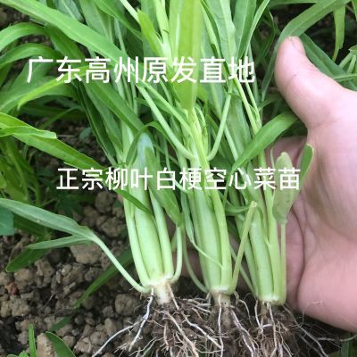 广东高州地 白梗柳叶通心菜 带泥发货 甜脆可口翠绿新鲜农家当季