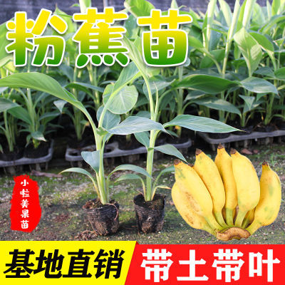 粉蕉苗广西香蕉矮化树苗当年结果皇帝蕉苗南北方地栽四季可种植