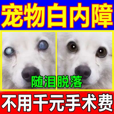 宠物狗狗白内障滴眼液猫咪老年犬抑制初期角膜炎青光眼视力退化