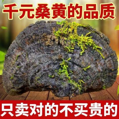 野生桑黄灵芝正宗纯天然西藏桑黄桑树桑黄批发桑黄菌种菌包