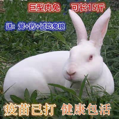 兔子活物大型肉兔活体小白兔月兔可繁殖种兔比利时巨兔包建康到家