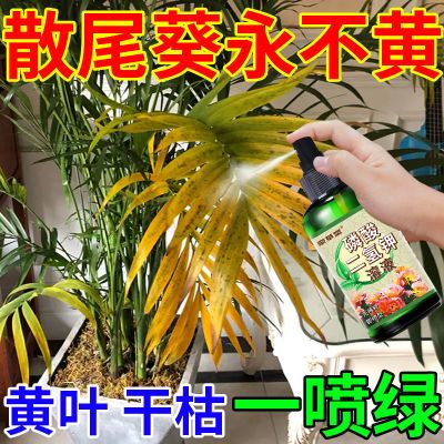 散尾葵专用营养液治黄叶枯叶叶尖发黑干枯落叶免稀释凤尾竹养不死