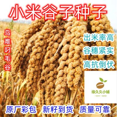 小米香粘香谷子种子抗鸟不叼千斤谷酿酒包粽子糯小米种子粘米种子