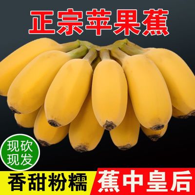 广西苹果粉蕉 苹果蕉 西贡蕉小米蕉香蕉现摘新鲜青蕉发货果坏包赔