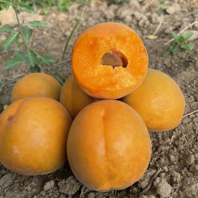 【超甜杏子】陕西大黄杏酸甜杏子应季时令新鲜水果金太阳杏子包邮